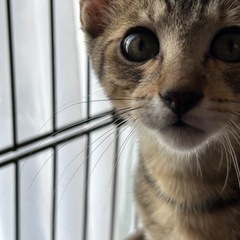 人馴れバツグンのキジトラくん