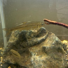 川魚　ウグイ1匹