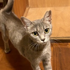 美猫三姉妹