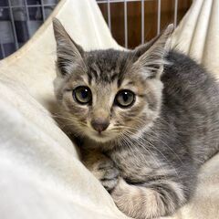 ★里親様✨募集致します★芭蕉くん 2カ月弱子猫 ※8/25(日)...