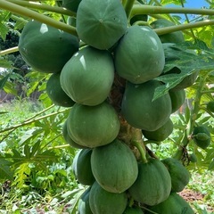 青パパイヤ 野菜用 7個 合計約6kg ( 1枚目の画像のパパイヤ)  他にもたくさん収穫できます。の画像
