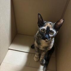 先住猫とも仲良し　3ヶ月　メス　サビ猫