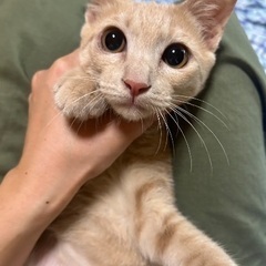 【トライアル中】クリームチャトラのマロンちゃん🫶避妊手術済み