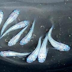 本家直系 白斑ラメ幹之サファイア系　幼魚4ペア