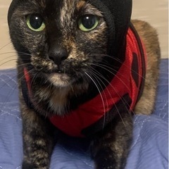 ずかにゃんギター教室※の画像