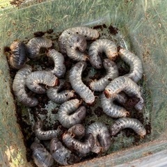カブトムシの幼虫（期間限定）