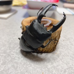 期間限定値下げ 【外国産】パラワンオオヒラタクワガタ 94mm ...