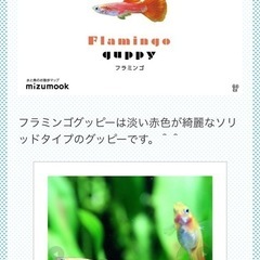 フラミンゴグッピー5匹の画像