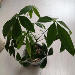 お話し中・鉢なしパキラ