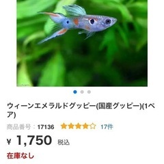 フラミンゴグッピー5匹の画像