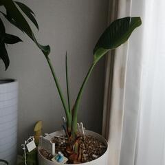 お話し中・観葉植物オーガスタ