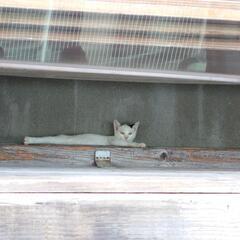 【優しい里親さん決まりました】オス白猫　 - 里親募集