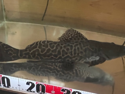 セルフィンキャット 35cm強
（価格相談可）
