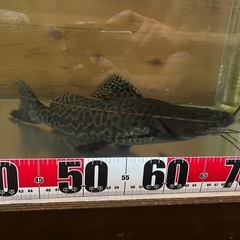 セルフィンキャット 35cm強
（価格相談可）