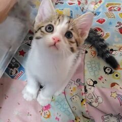 おしとやか？いいえ、お転婆さんです