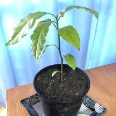 観葉植物アボガドの画像