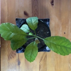 観葉植物アボガド