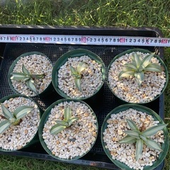 アガベ　アメリカーナ華厳　子株　植物　熊本の画像