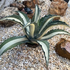 アガベ　アメリカーナ華厳　子株　植物　熊本の画像