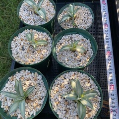 アガベ　アメリカーナ華厳　子株　植物　熊本の画像