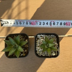 アガベ　ブルーグロー 　子株　植物　熊本の画像