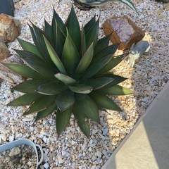 アガベ　ブルーグロー 　子株　植物　熊本