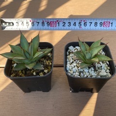 アガベ　ブルーグロー 　子株　植物　熊本の画像