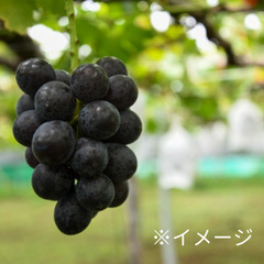 農業バイト【山梨県山梨市】1日から体験OK