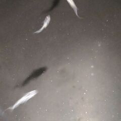 メダカ オーロラサファイア稚魚1匹600円　【オプション有】の画像