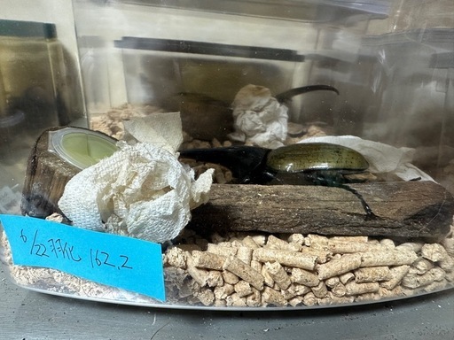 ヘラクレスオオカブト♂単品