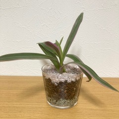ロエオ　ムラサキオモト　観葉植物　ハイドロカルチャー
