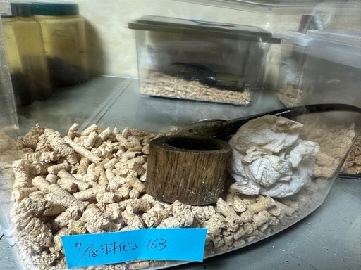 ヘラクレスオオカブト♂単品ラスト一匹