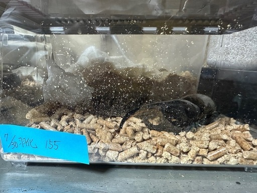 ヘラクレスオオカブト♂単品