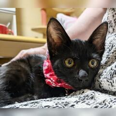 子猫❤超甘えん坊抱っこ好き🩷