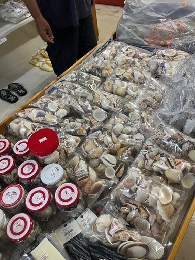 ✨300円〜色々貝殻✨