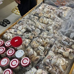 ✨300円〜色々貝殻✨