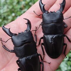 【奄美大島セット】アマミヒラタクワガタ ペア　アマミノコギリクワ...