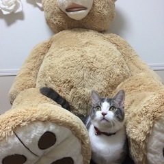 コストコ　クマ　ぬいぐるみ　中サイズ　ベージュ