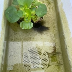 ミックスメダカの針子（稚魚）【青蝶、楊貴妃、オロチなどの針子） ...