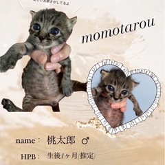 トライアル決定🥰里親さん募集💕ももたろう💕🍑