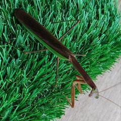 天然オオカマキリ♂単品