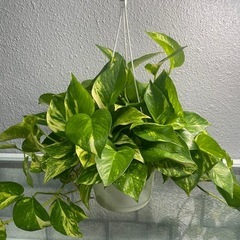 観葉植物✨ポトス✨