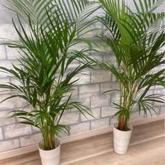 観葉植物✨アレカヤシ✨