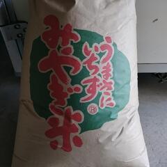 令和5年産 品種「つや姫」30kg 農家が、食べている米