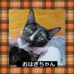 里親さま決定❤️おはぎちゃん