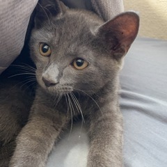 里親募集 オスの子猫