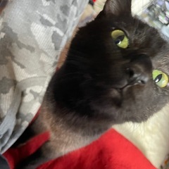 急募 里親募集 黒猫 オス