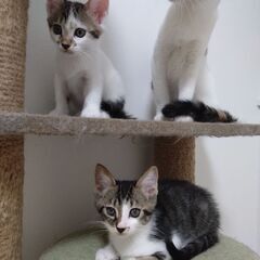 6月24日生まれ子猫ちゃん