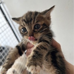 キジトラの猫さん