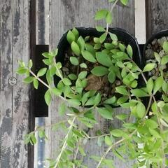 つる万年草　セダムの画像